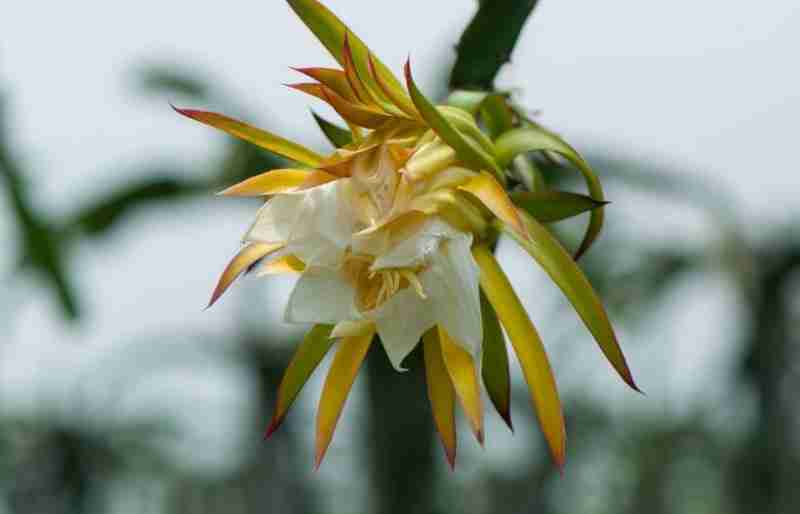 霸王花如何种植(霸王花如何种植方法)